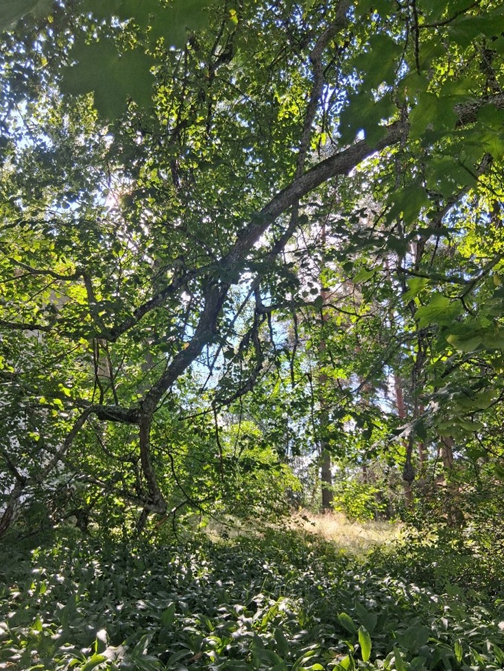Lehmuksen oksa, joka kasvaa alaspäin maata kohti. Taustalla näkyy metsäistä maisemaa.