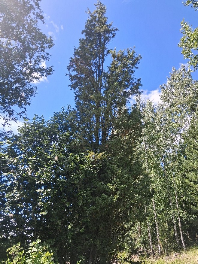 Suurehko kataja kasvaa muiden lehtipuiden lomassa. Taustalla melkein pilvetön taivas.